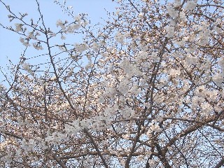 上野公園の桜