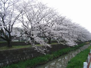 二郷半用水の桜1