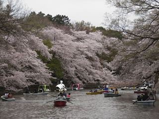 井の頭公園2