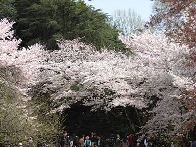 桜の橋