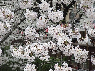 目黒川の桜２