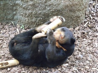 マレーさん食事中