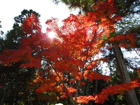 天龍寺の紅葉