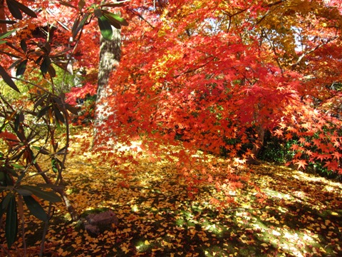 常寂光寺3