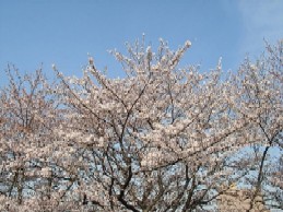 地元・桜２