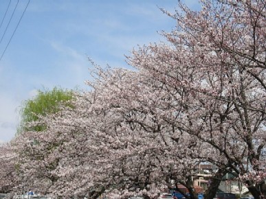 近所の桜