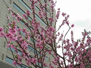 ピンクの桜