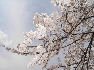 隅田川の桜