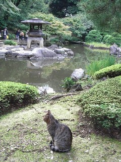 猫と庭