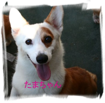 たまちゃん.jpg