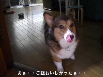 ぺろり.jpg