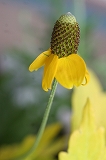 IMG_2456.jpg