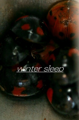 冬眠