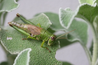 ｴﾙｻﾚﾑｾｰｼﾞ