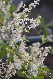 ナツユキカズラ