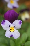 IMG_6241.jpg