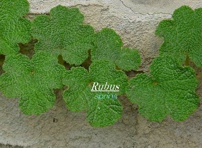 Rubus s