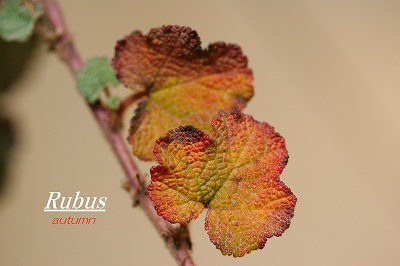 Rubus a