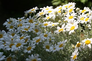 シルバーガゼル