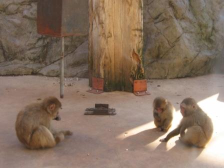 旭山動物園1