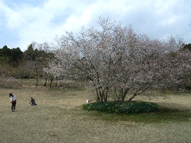 桜の木の下には我家だけ