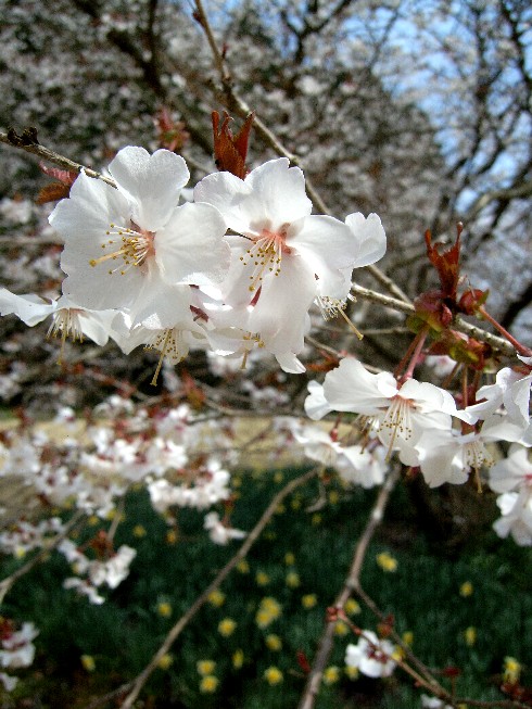 桜と水仙