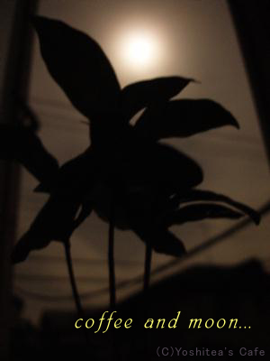 コーヒーの木と月