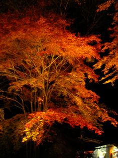 貴船口駅の紅葉