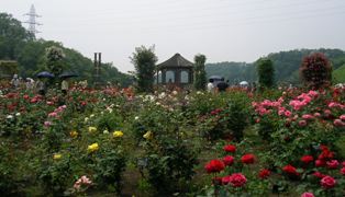 世界の薔薇ガーデン