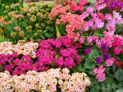 お花