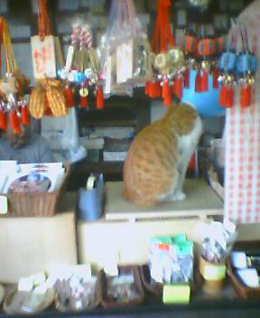 靖国神社　猫