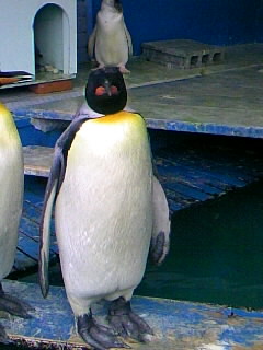 ぺんぎん