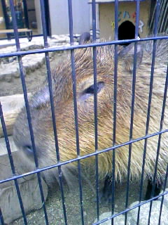 カピバラさん“ガン”飛ばす