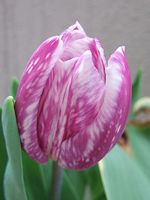 060413mosaic_tulip