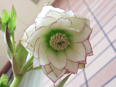 110417-02helleborus.png