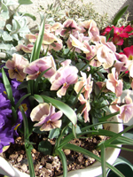 070302LittleBeauty