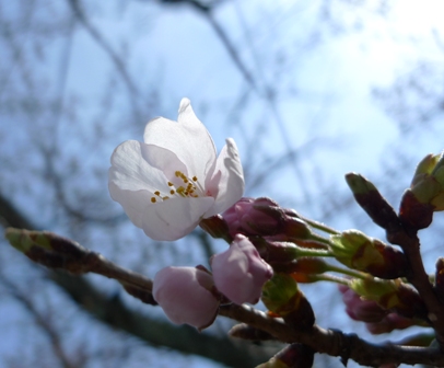 桜ｈ22.3.2.JPG