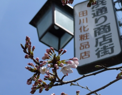 桜ｈ22.3.JPG