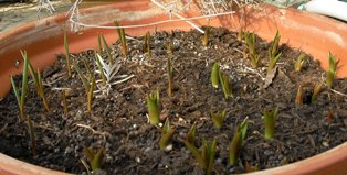 チューリップｈ20.3.16.2