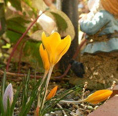 クロッカスｈ20.3.16