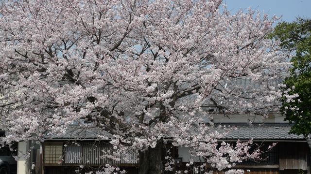 桜4ｈ22.4.6.JPG