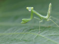 カマキリ