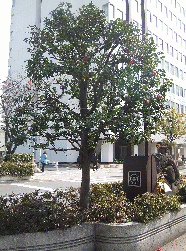 椿の街路樹（浜松町）