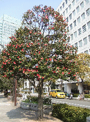 椿の街路樹