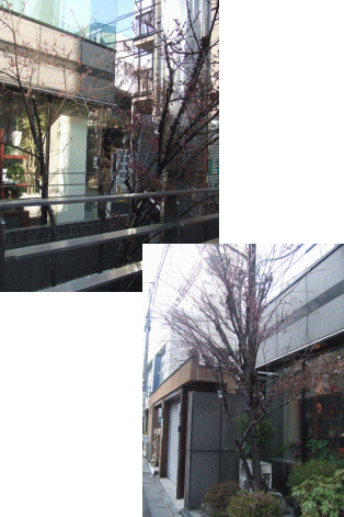 第一園芸仮店舗