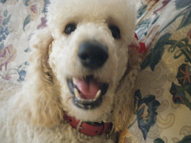 my doggies 367.jpg
