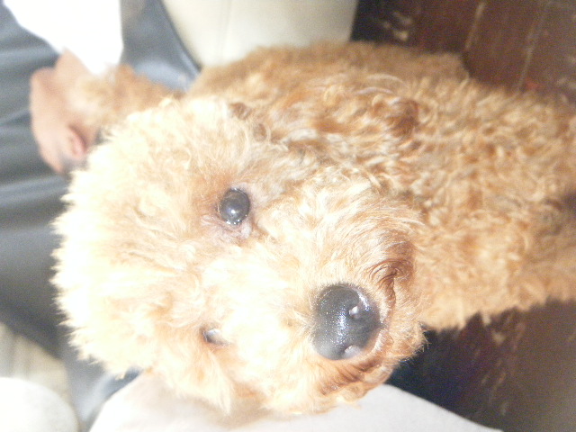 my doggies 291.jpg