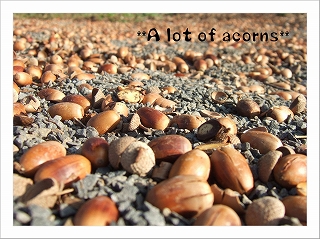 dc110501 ｺﾋﾟｰ1.jpg