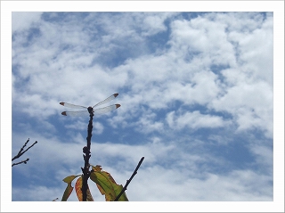 dc092101 ｺﾋﾟｰ1.jpg