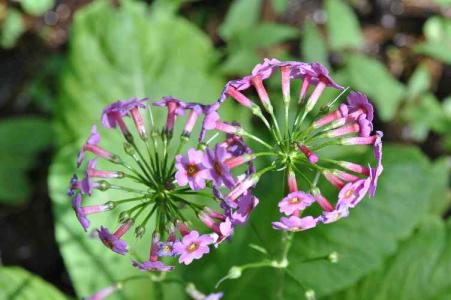 クリンソウ(ｻｸﾗｿｳ科)